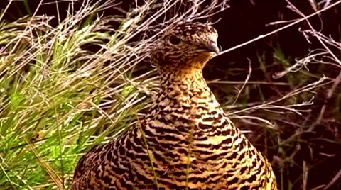 Quail Stock Footage 2001228