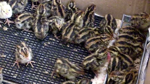 Quail Stock Footage 74260803