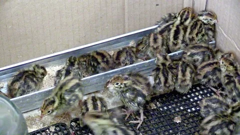 Quail Stock Footage 74287652