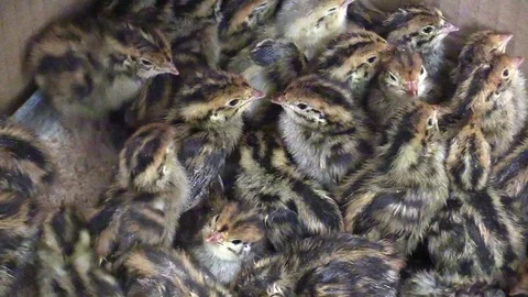 Quail Video stock 75336612