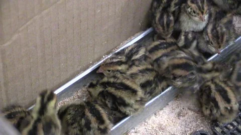 Quail Stock Footage 76542940