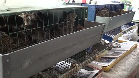 Quail Stock Footage 79616673