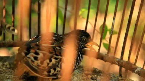 Quail Stock-Footage 159440428