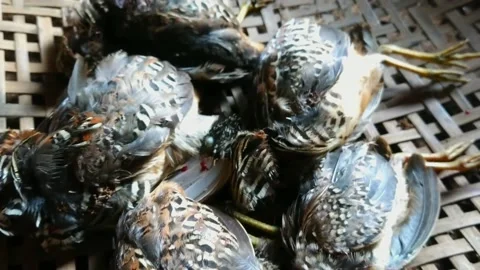 Quail Stock-Footage 160367745