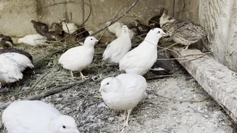 Quail Stock Footage 247643018