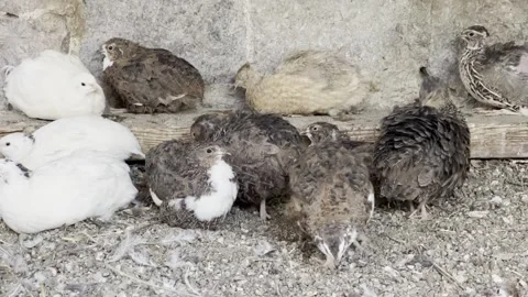 Quail Stock Footage 247643021