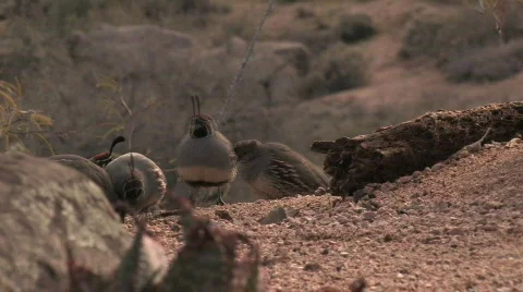 Quail Foraging Stockbeeldmateriaal 309536