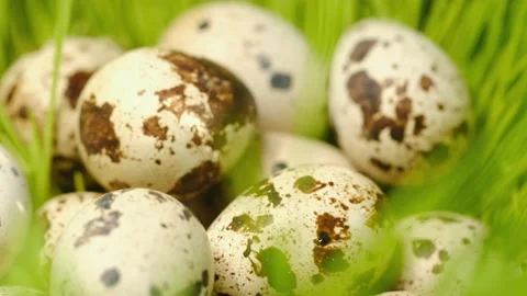 Quail fresh raw eggs. quail egg, rotation shot, Many fresh raw quail egg 4K Stock Footage 221693046