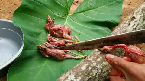 Quail meat Stock-Footage 160367728