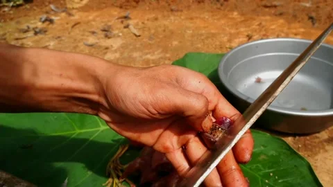 Quail meat Stock-Footage 160367861