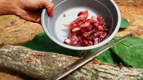 Quail meat Stock-Footage 160367882