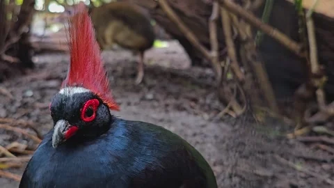 Quail with mohawk Stock Footage 269835766