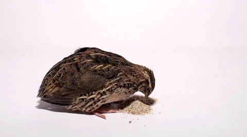Quail pecking for food on a white background Stock Footage 24784575