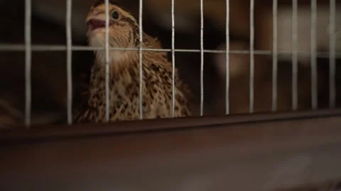 Quail of the Pharaoh breed in a cage close-up Stock Footage 269903883
