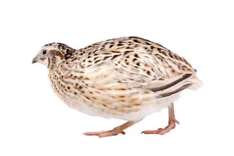 Quail Stock Photos