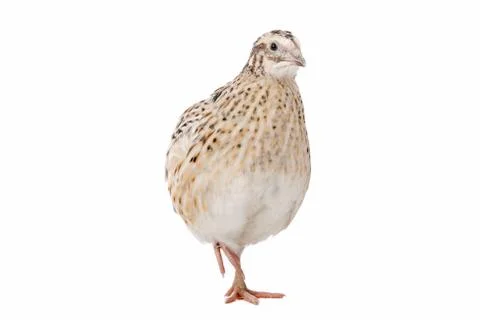 Quail Stock Photos