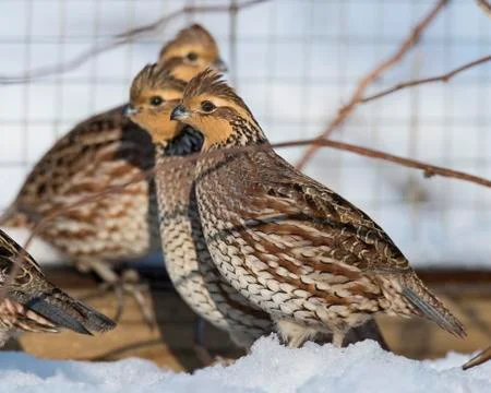 Quail Stock Photos