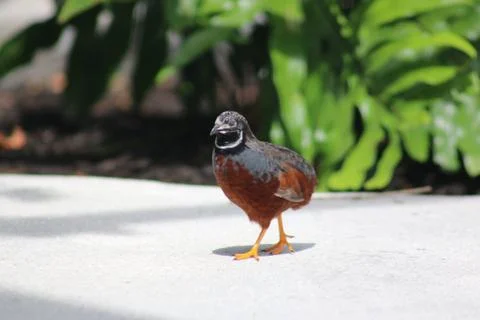 Quail Stock Photos