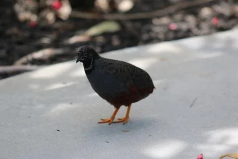 Quail Stock Photos