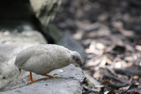 Quail Stock Photos