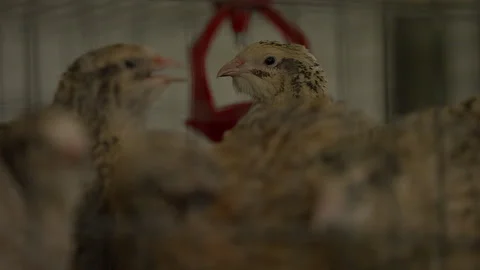 Quail poultry birds drinking drops of water in a red container inside enclosure Stock Footage 280198889