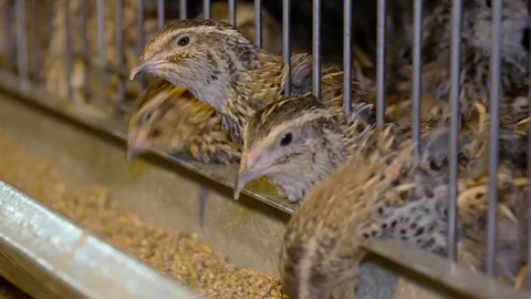 Quail on the Poultry Farm Stock Footage 97655378