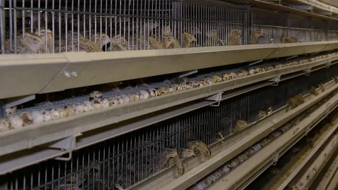 Quail on the Poultry Farm Stock Footage 97656922