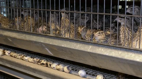 Quail on the Poultry Farm Stock Footage 97657596