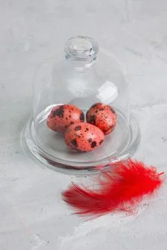 Quail red easter eggs on glass dome grey concrete background. Stock Photos