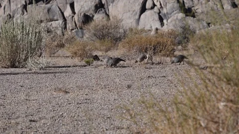Quail scratching in sand for food Stock Footage 345742616