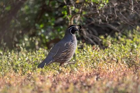 Quail in Shrubs Fotos de archivo
