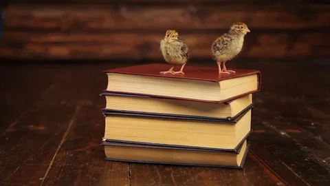 Quail sitting on the book Stockbeeldmateriaal 72392883