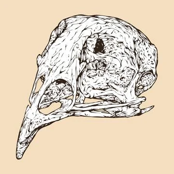 Quail skull head vector illustration Stock Illustration