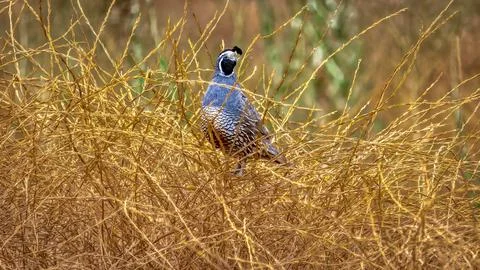 A Quail standing in the brush Stock Photos