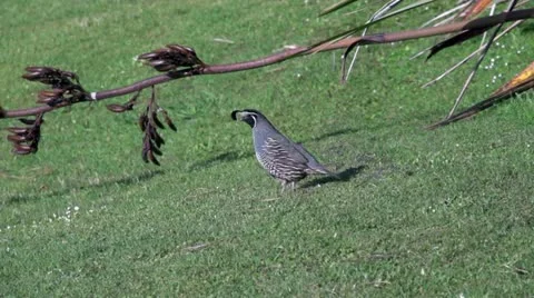 Quail with young chicks Stock Footage 16752190
