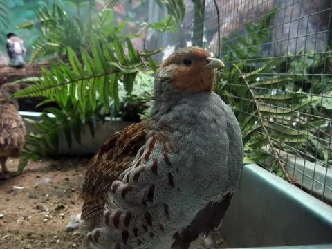 Quail in zoo Stock Photos