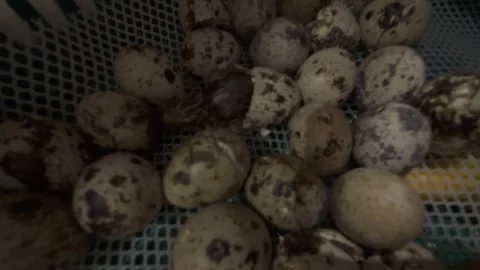 QuailHatching Video stock 326326340