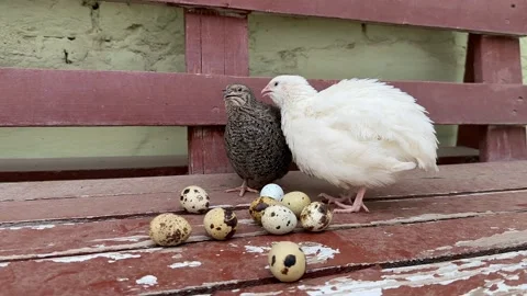 Quails and Eggs on Bench Stock Footage 319445797