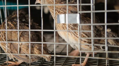 Quails in cage with sound 库存影片 35846752