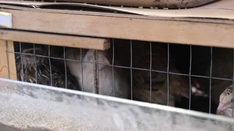 Quails in cages Stock Footage 171066189