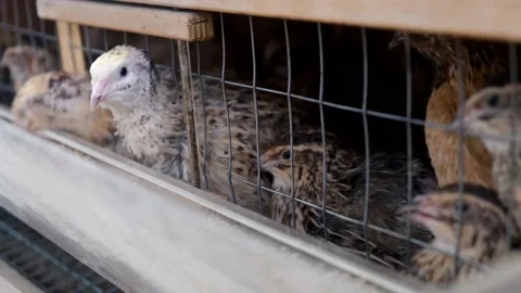 Quails in cages Stock Footage 171066190