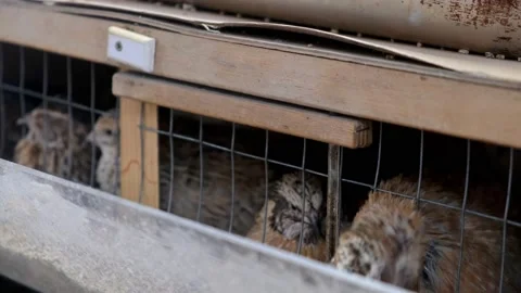 Quails in cages Stock-Footage 171066192
