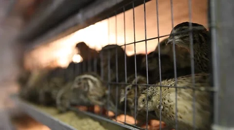 Quails in cages at poultry farm during feeding Stock Footage 57078098