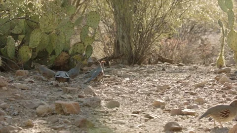 Quails chase away each other in the desert Stock Footage 269910672