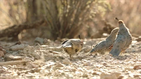 Quails chase away each other in th desert Stock Footage 269910696