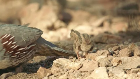 Quails with chicks in the desert Stock Footage 269910337