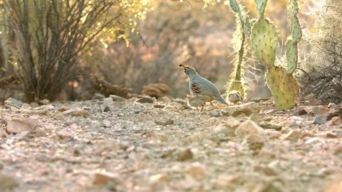Quails with chicks in the desert Stock Footage 269910439