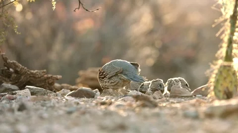 Quails with chicks in the desert Stock Footage 269910466
