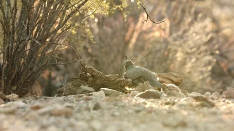 Quails with chicks in the desert	 Stock Footage 269910587