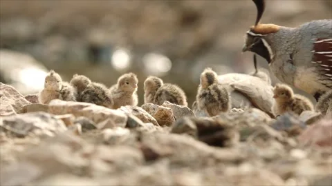 Quails with chicks in the desert Stock Footage 269910633